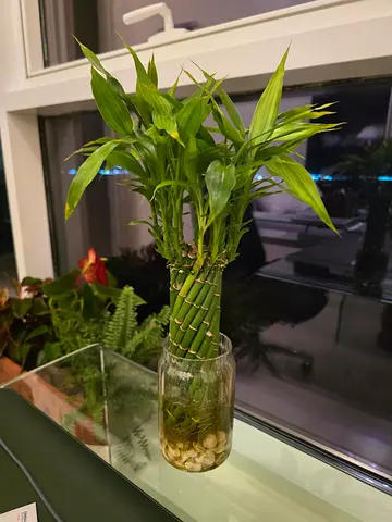 Lucky bamboo plant in glass vase - ready to display