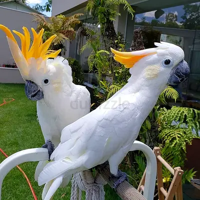 Cockatoo Parrots