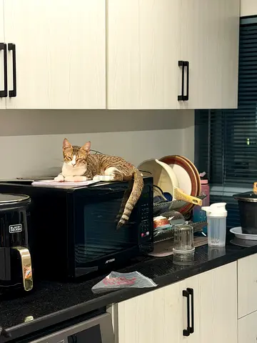 Friendly young tabby cat available for adoption - healthy, calm and cuddle friendly.