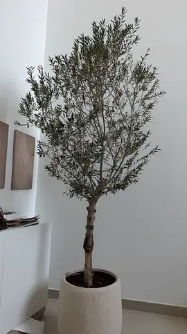Indoor or outdoor potted olive tree (mature) with ceramic planter