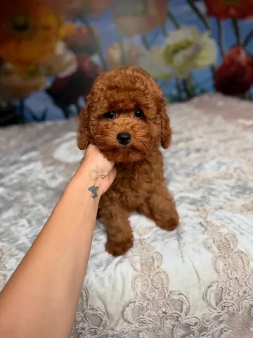 Brown poodle puppies available