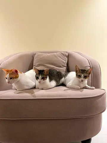 Three Friendly Domestic Cats Looking for New Home - Healthy and Calm I have three pet cats,