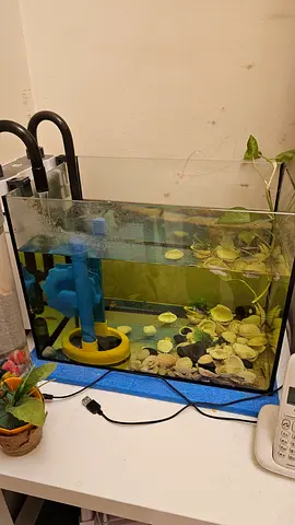 Complete setup Aquarium with fishes
