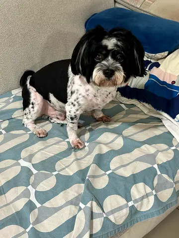 Pet for free adaption