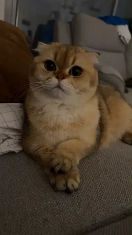 Cute Scottish Fold cat, friendly and calm
