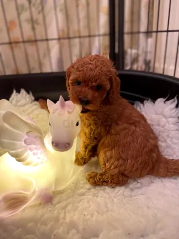 Healthy Poodle Puppies – Loving, Intelligent & Family Friendly