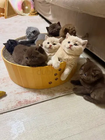 Adorable purebred kittens