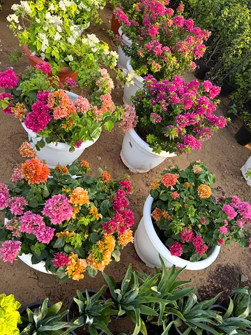 Bougainvillea Pink Pixie TC ~ Multiple Color
