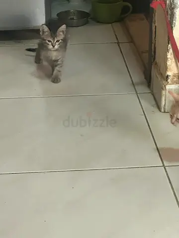 Free adoption