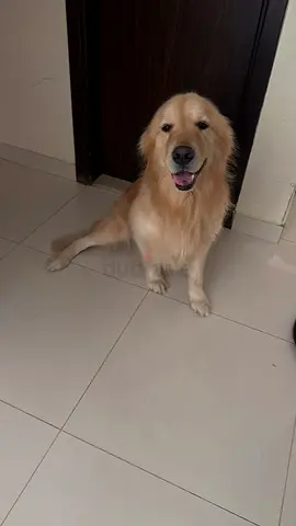4 years old GOLDEN RETRIEVER – LOVING HOME NEEDED 🏡❤️