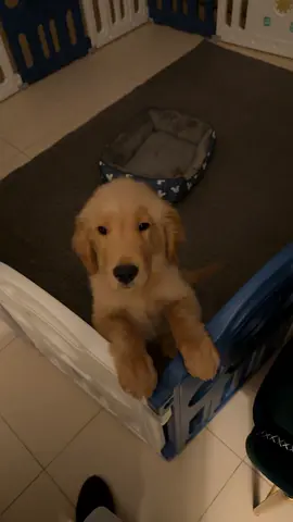 Young Golden Retriever Puppy looking for a new home (approx. 2-3 months)