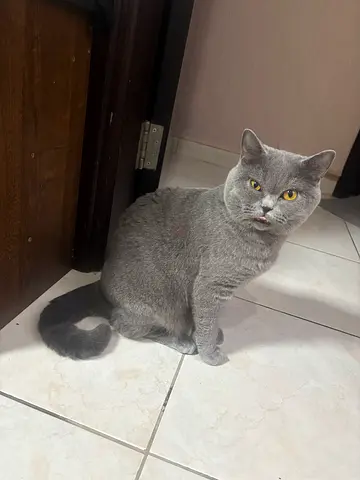Cat for free