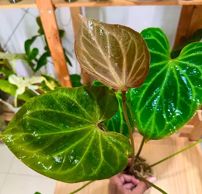 Anthurium King of spades x Red crystallinum. KOS X RC. Aed400/-. Pickup in Sharjah. Delivery can be