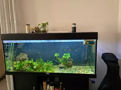 Jewel 120cm Glass Aquarium Tank with Hygger tropical lamp