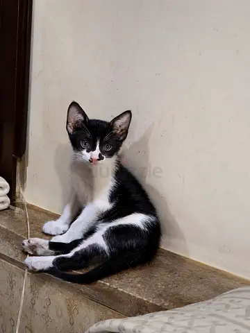 3 month-old tuxedo batman kitten available for adoption