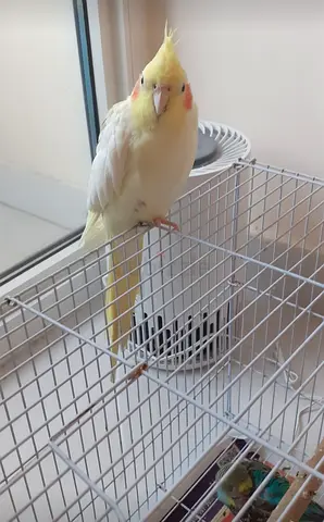 Cockatiel Looking for a New Home