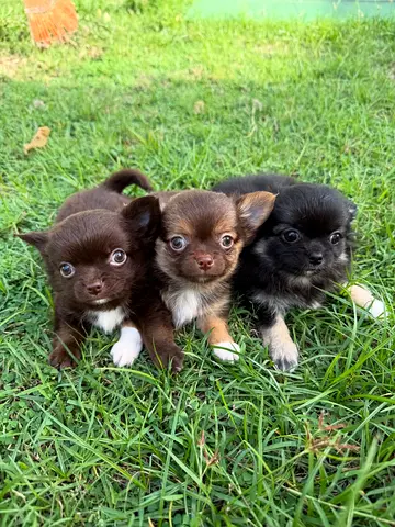 Chow Chow puppies