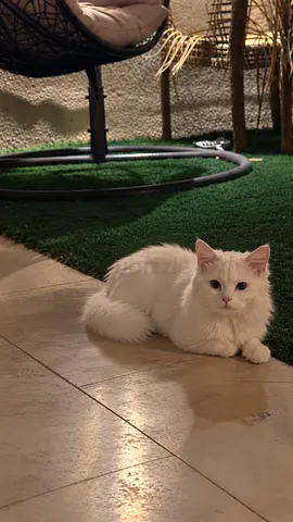 1-Year-Old White Persian Male Cat – *Free Adoption*