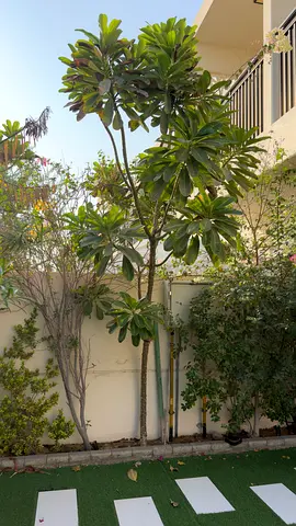 Mature Plumeria (Frangipani) Tree - Healthy Garden Specimen - 4M