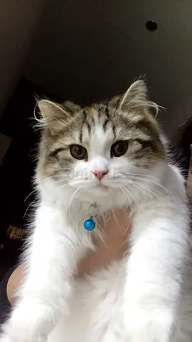Fluffy long-haired cat - friendly and playful