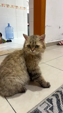 British long hair cat free for adoption