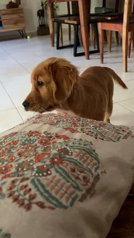 Friendly young golden retriever mix looking for a new home
