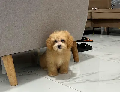 Small fluffy maltipoo puppy young, friendly, ready for a new home