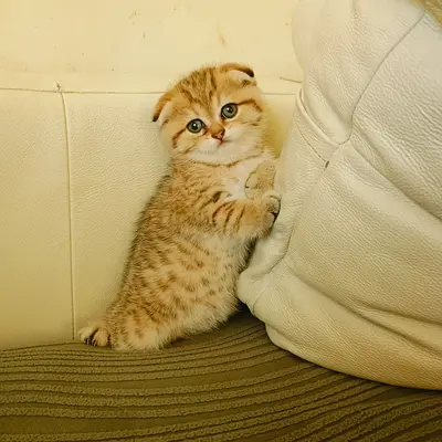 Beautiful pure male female young kittens