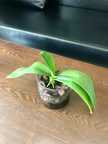 Large White Orchid