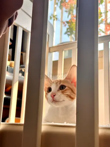 Friendly golden and white young cat looking for a new home