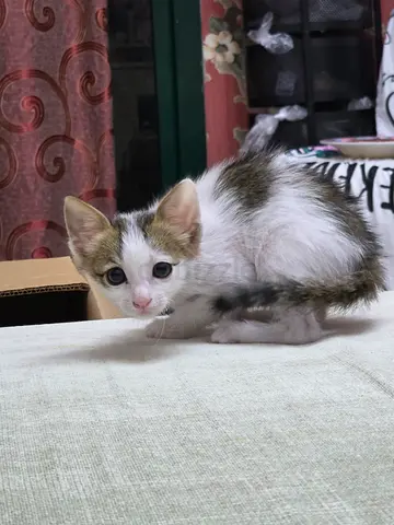 Free adopion of cat
