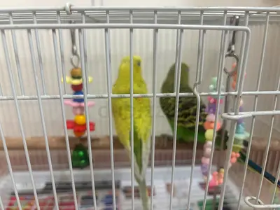 Bird cage
