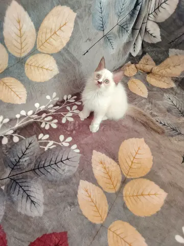 Pure Ragdoll Kittens