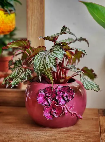 Indoor plant begonia with decorative ceramic pot