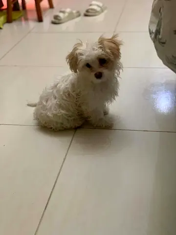 Small white Maltese mix puppy, friendly and house-trained