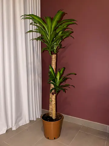 Dracena brand new