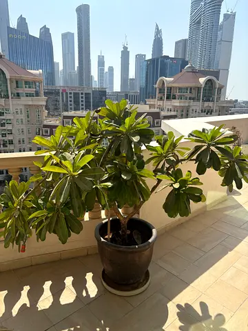 Frangipani for sale