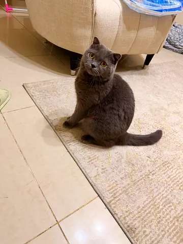 British short hair adoption