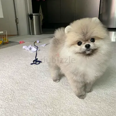 14 Weeks old Pomeranian puppy for Adoption
