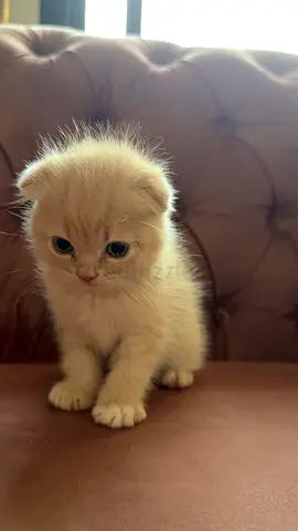 Young Scottish Fold kitten looking for a loving home