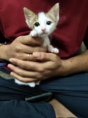 Baby cat