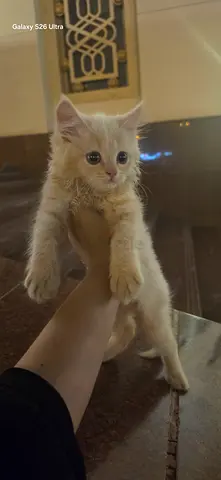 2 Adorable Persian Kittens Looking for a Loving Home (Free Adoption)