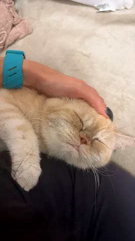 Cat for adoption
