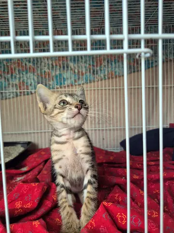 Rescue kitten for free adoption