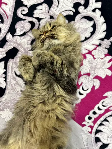 Friendly long-haired cat available for adoption — calm indoor pet