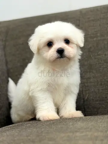 Fluffy 2-month-old white puppy looking for a loving home