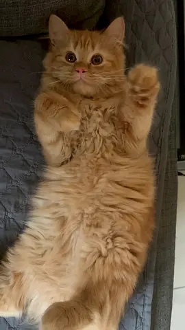 Golden Persian three months old vaccinated