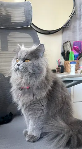 Cat for adoption.