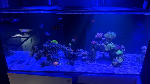 Well-maintained Saltwater Aquarium with Live Rock and Corals