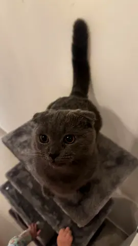عجمان